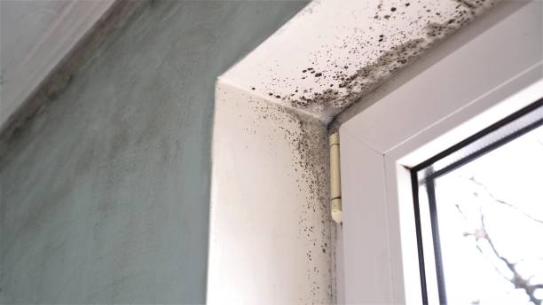 Best DIY Mold Remediation Support Services in West Sayville, NY