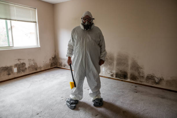 Best Post-Flood Mold Remediation in West Sayville, NY