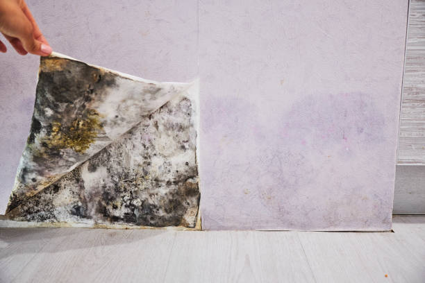Best Kitchen Mold Remediation in West Sayville, NY